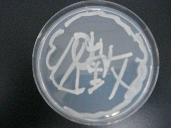 microbial_art03.jpg