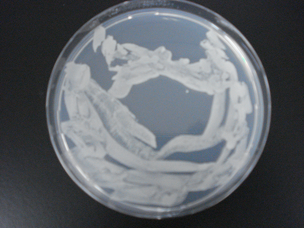 microbial_art17.jpg