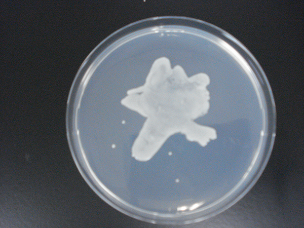 microbial_art14.jpg