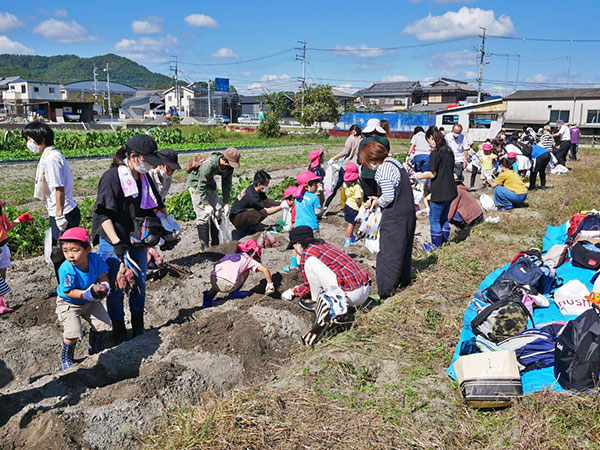 バイオ環境学部ニュース 京都亀岡キャンパス圃場において京都がくえん幼稚園の親子芋掘りが実施されました 京都先端科学大学 Kuas バイオ環境学部ニュース 京都亀岡キャンパス圃場において京都がくえん幼稚園の親子芋掘りが実施されました 京都先端科学大学 Kuas